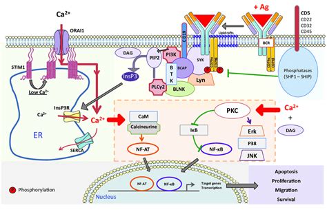B cell signaling in context .